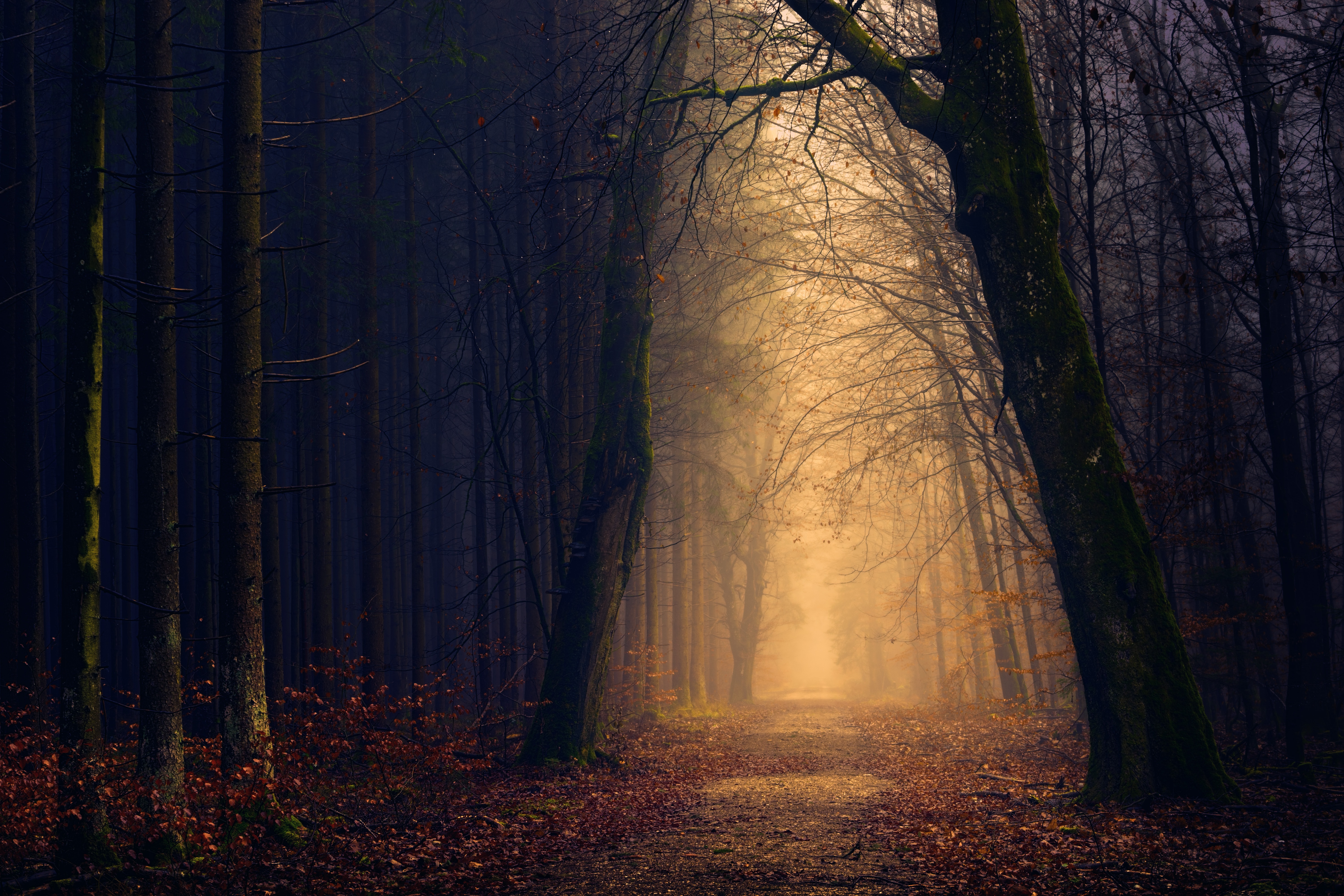 A path through the forest opening toward light